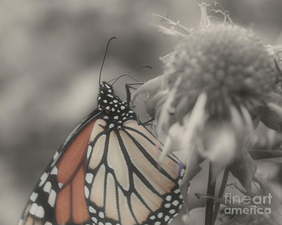 Monarch Butterfly In Partial Color Photograph by Smilin Eyes Treasures