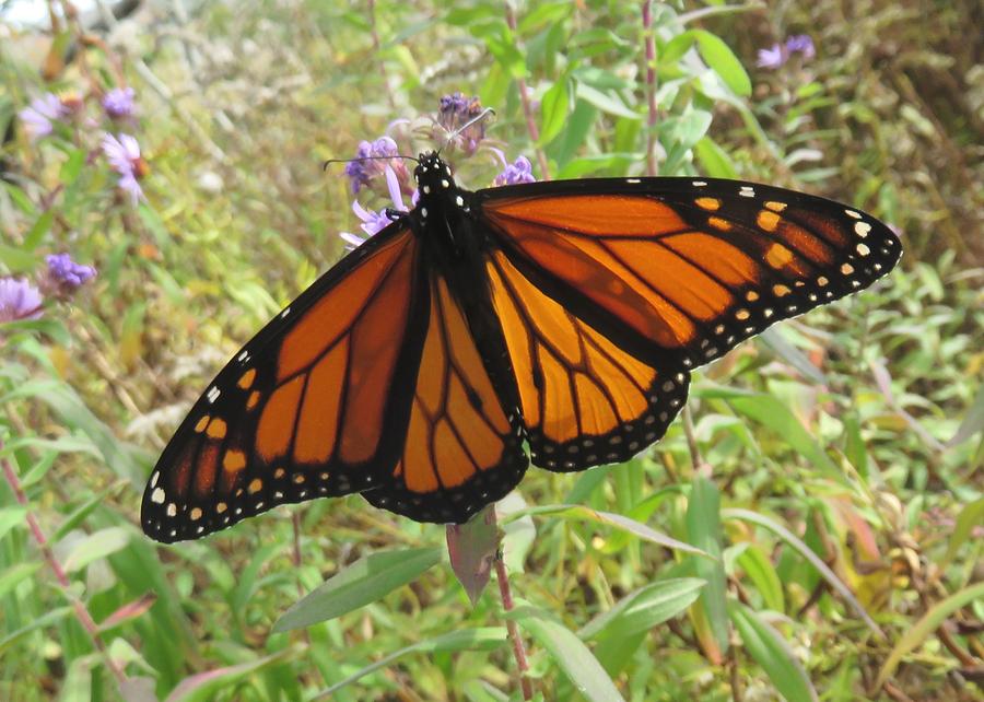 Monarch Butterfly in Roadside Meadow Photograph by Lucinda VanVleck