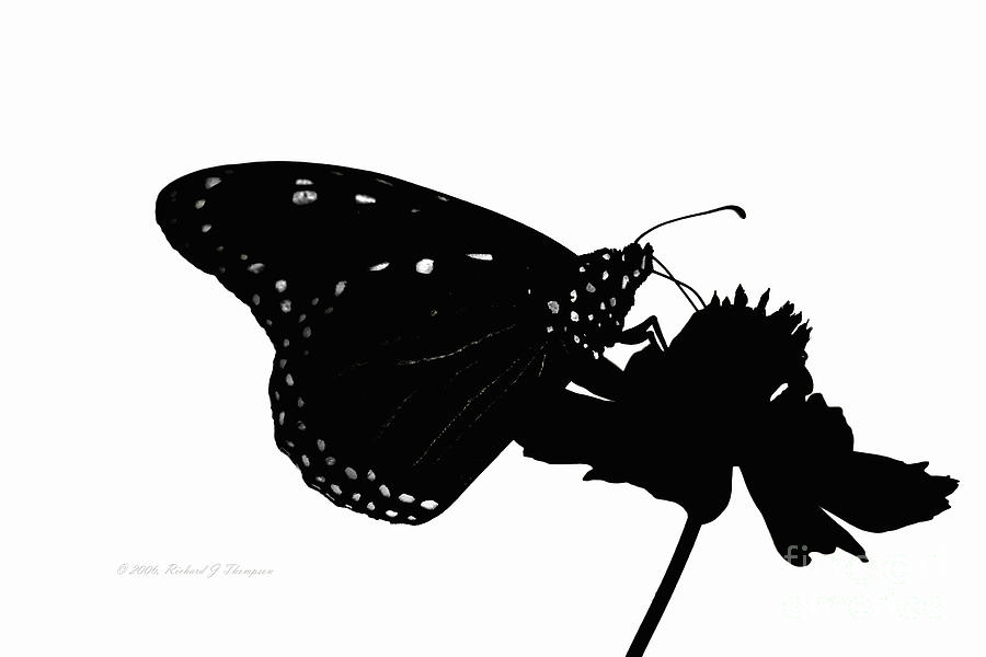 Monarch Butterfly In Silhouette Photograph by Richard J Thompson 