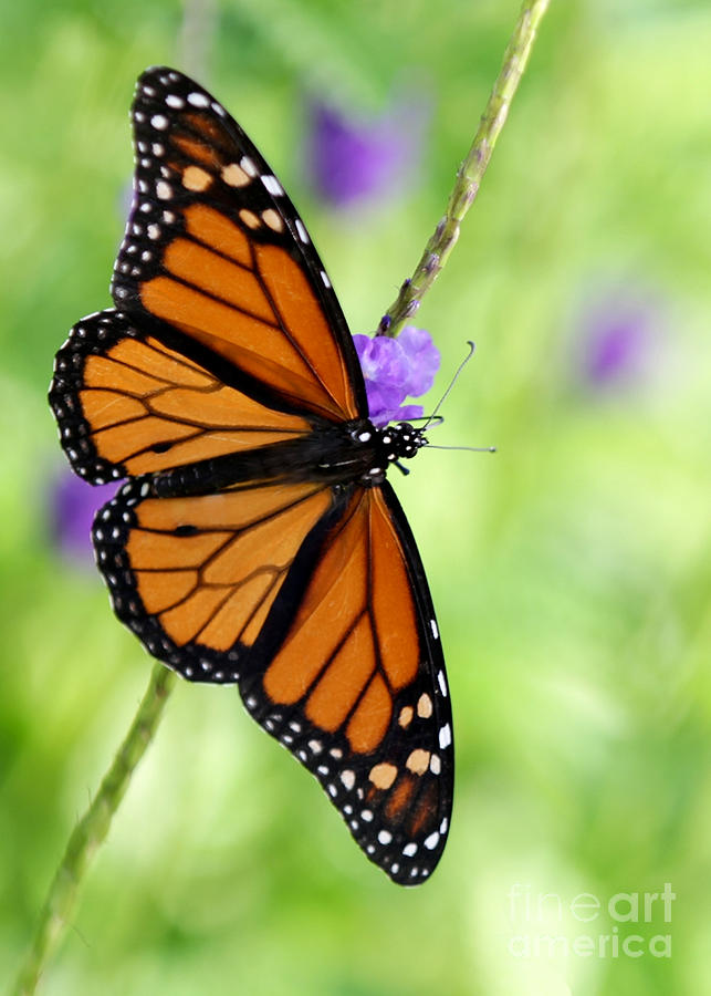 Monarch Butterfly in Spring Photograph by Sabrina L Ryan