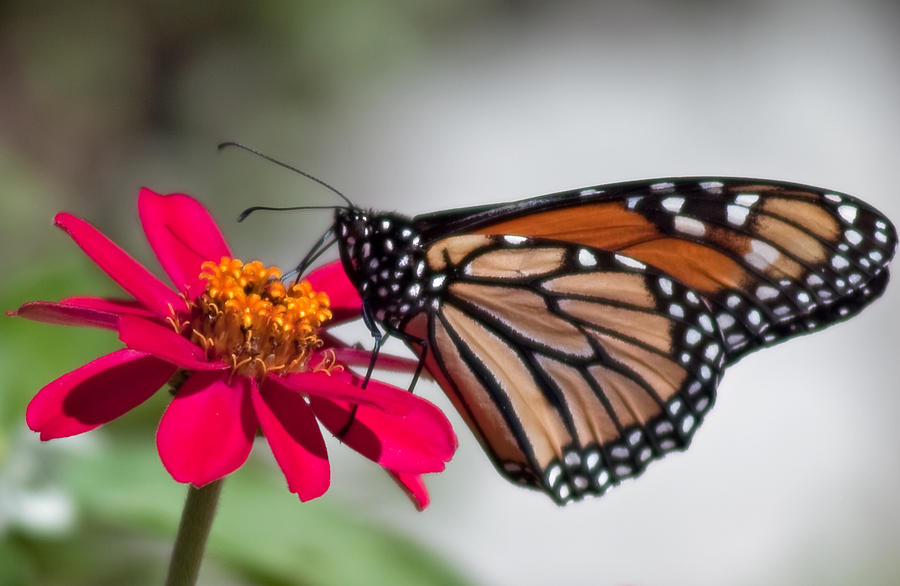 Monarch Butterfly in Summer Photograph by Natural Focal Point Photography