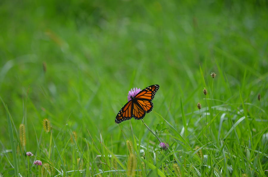 Monarch Butterfly Photograph by James Petersen