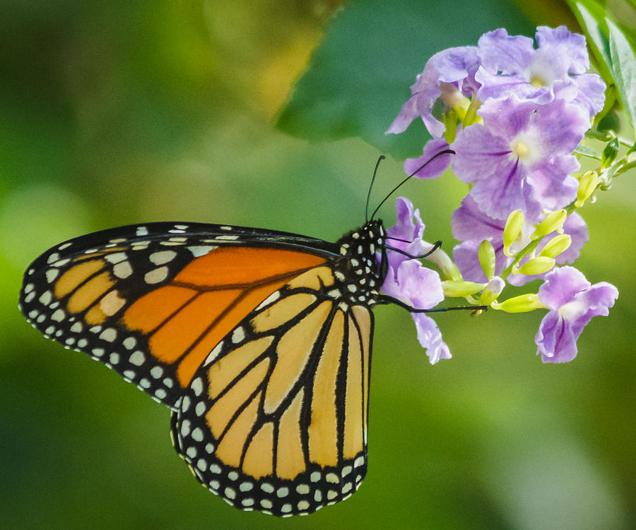 Monarch butterfly Photograph by Jane Luxton