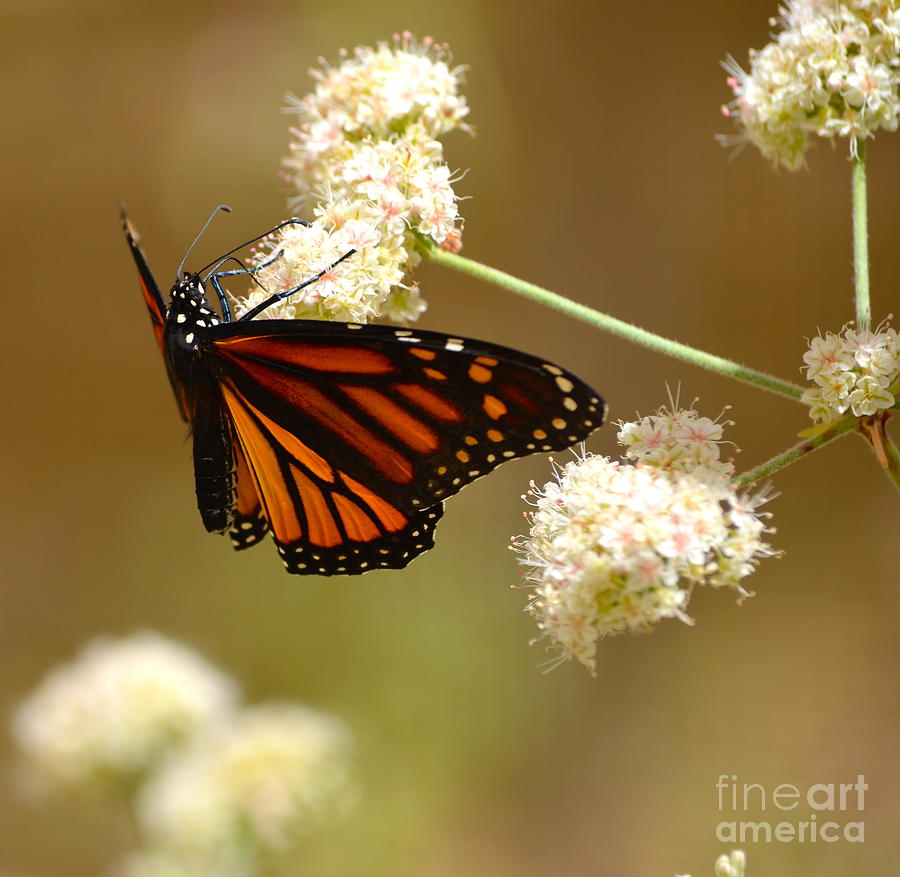 Monarch Butterfly Photograph by Johanne Peale