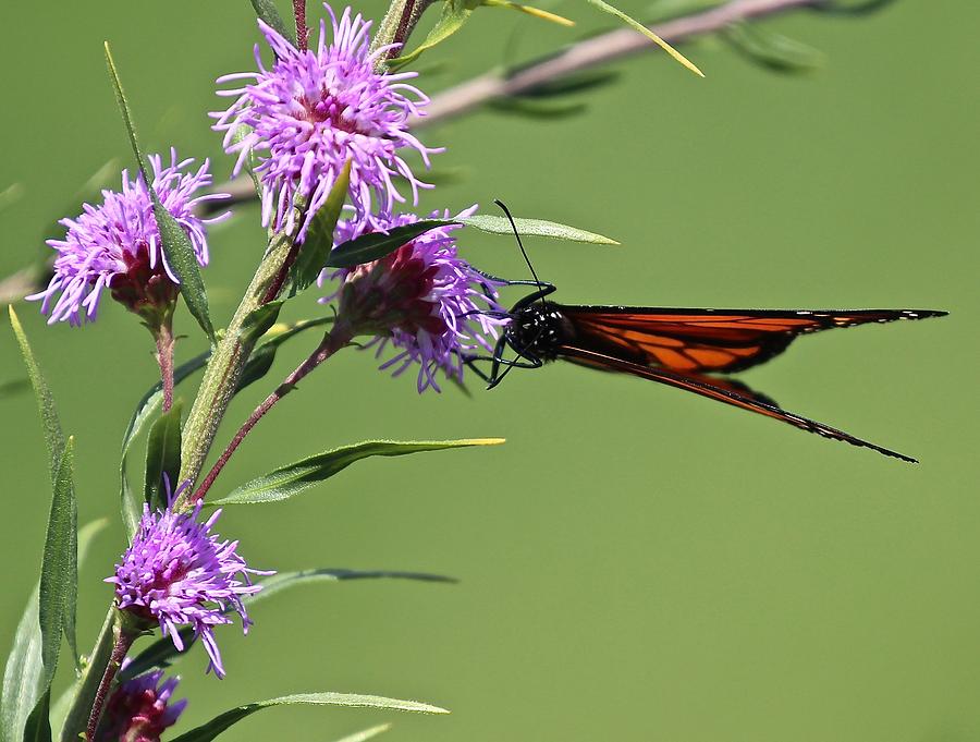 Monarch Butterfly Photograph by John Dart