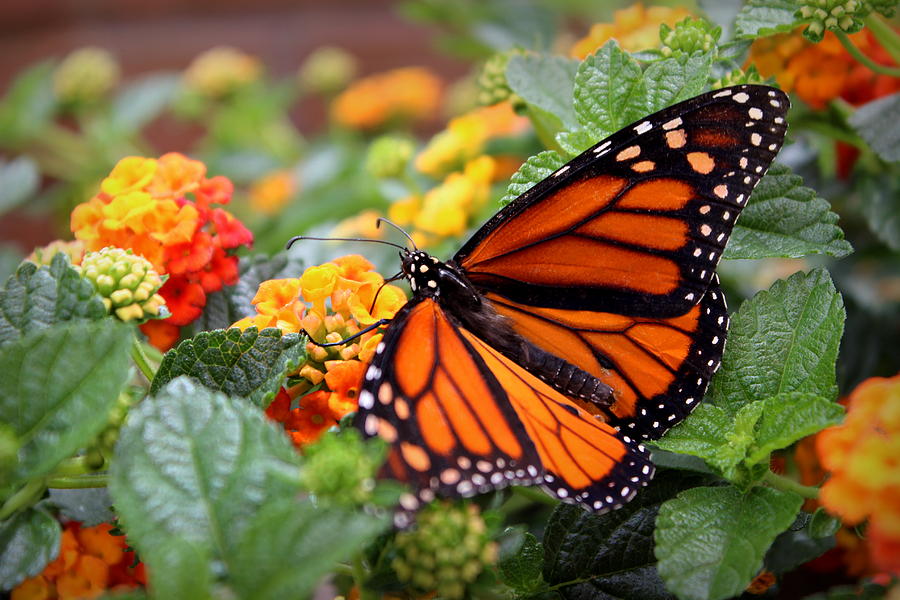Monarch Butterfly Photograph by Joseph Skompski