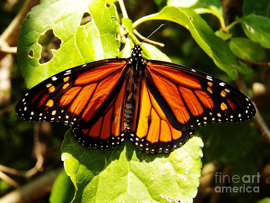 Monarch Butterfly Photograph by Judy Via-Wolff
