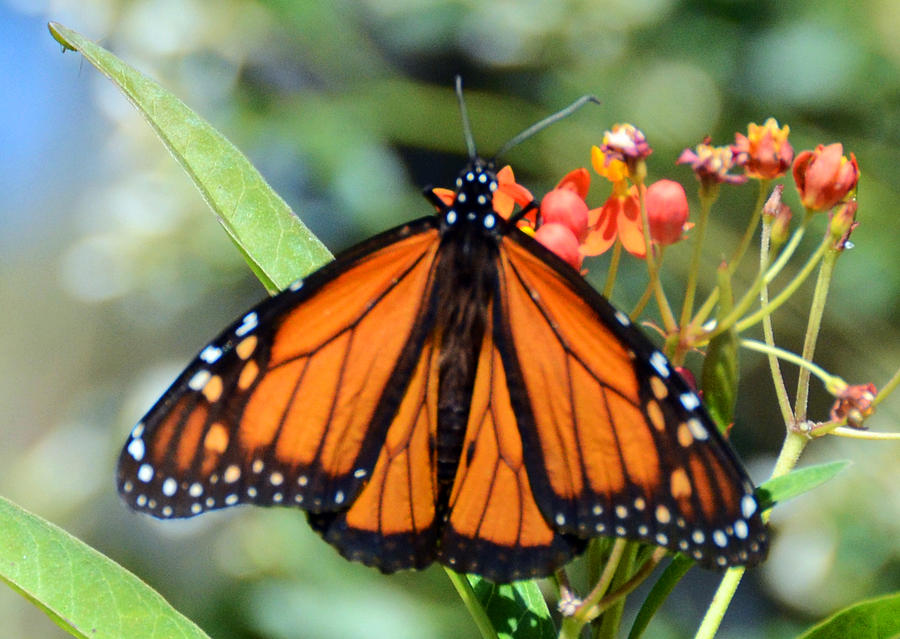 Monarch Butterfly Photograph by Julie Cameron - Fine Art America