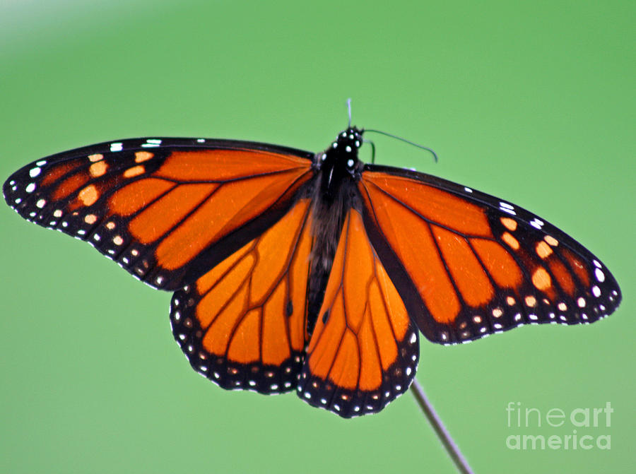 Monarch Butterfly Photograph by Karen Adams
