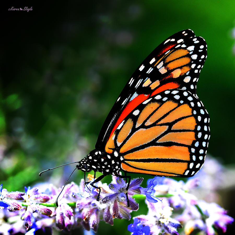 Butterfly Photograph - Monarch Butterfly by Karen Slagle