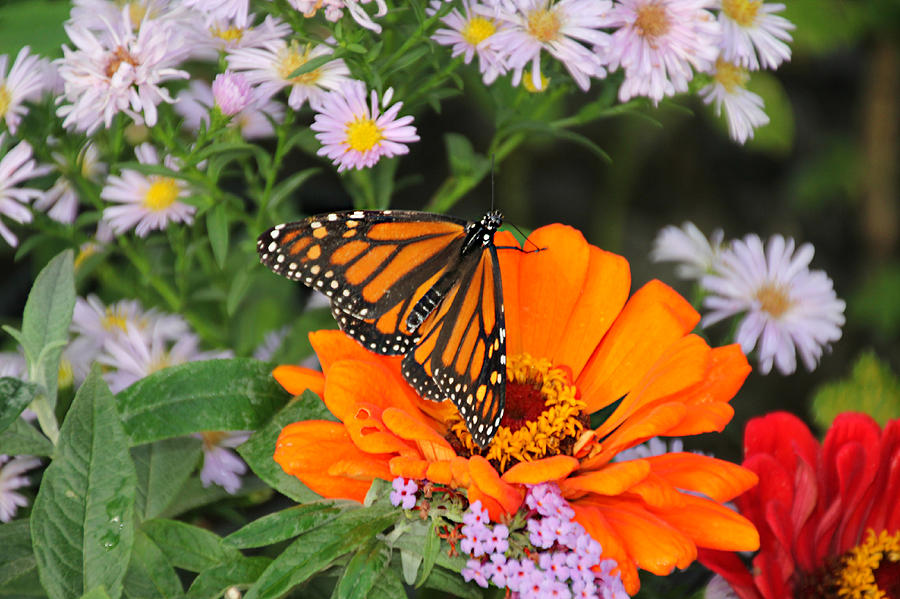 Monarch Butterfly Photograph by KATIE Vigil