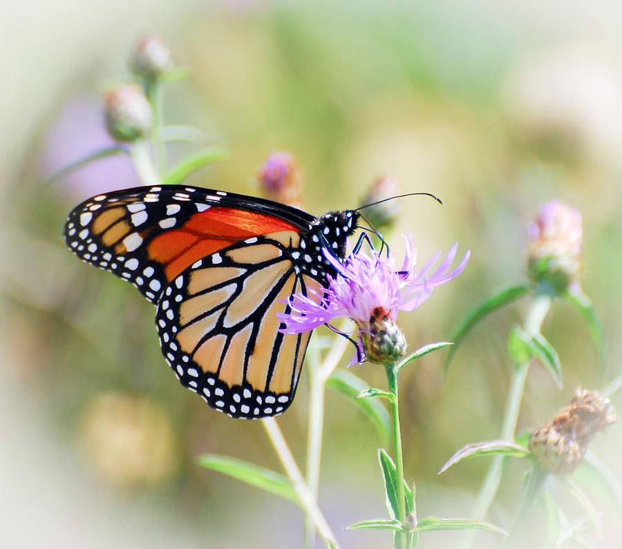 Monarch Butterfly  Photograph by Kerri Farley