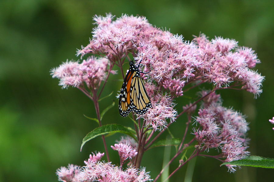 Monarch Butterfly Photograph by Kevin Snider - Fine Art America