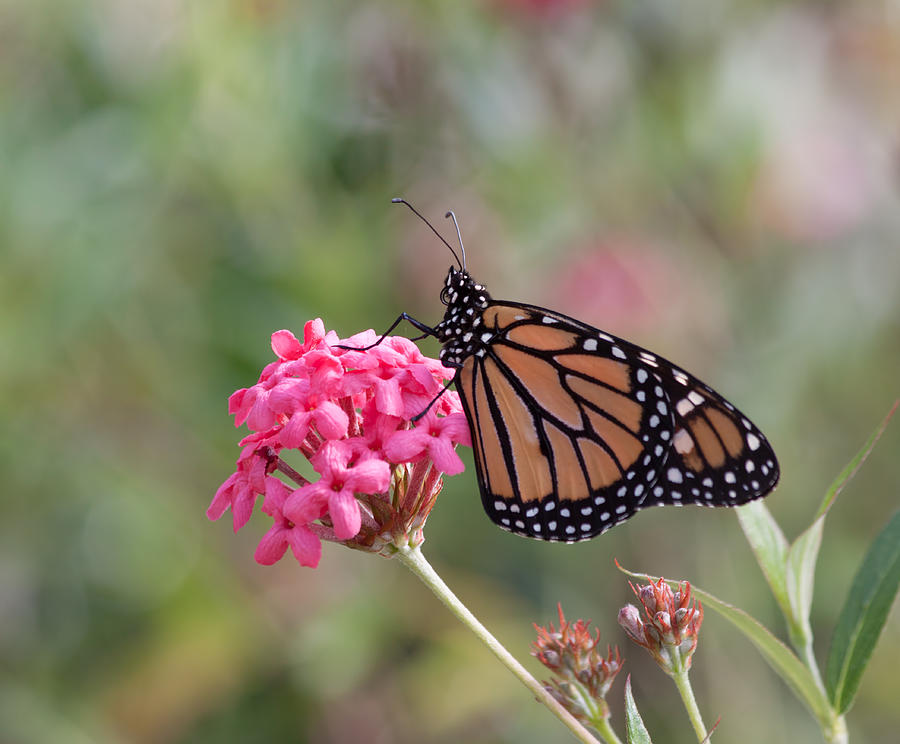 Monarch Butterfly Photograph by Kim Hojnacki