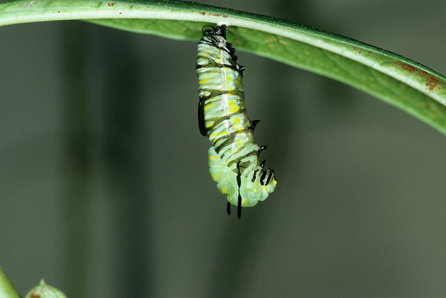 Monarch Butterfly Larva Photograph by Sally Mccrae Kuyper/science Photo Library