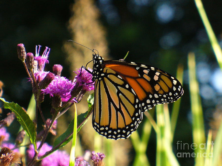 Monarch Butterfly Photograph by Lingfai Leung