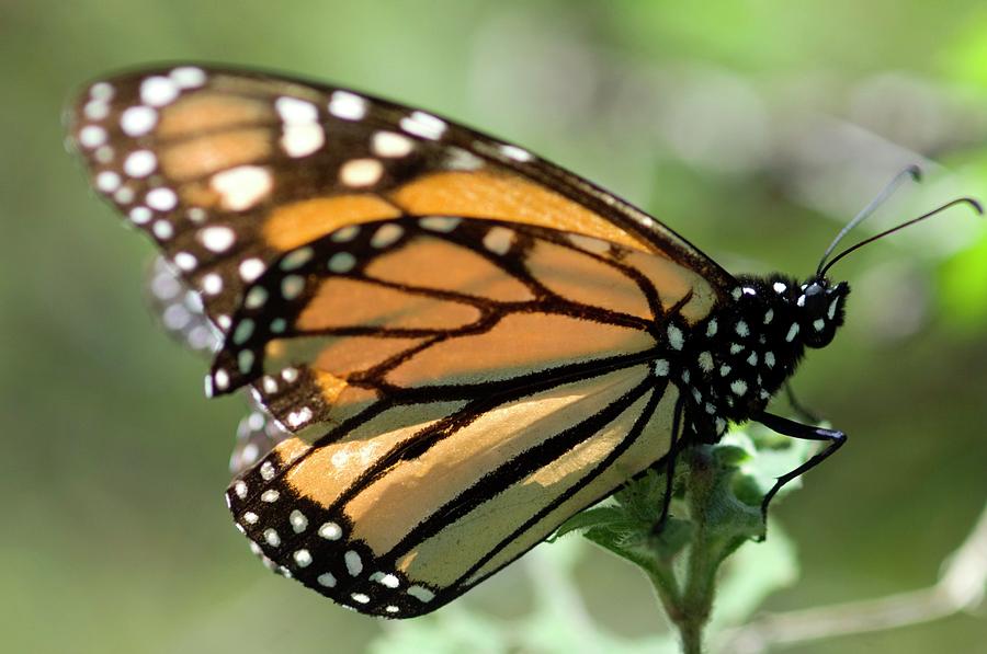 Monarch Butterfly Photograph by Louise Murray/science Photo Library