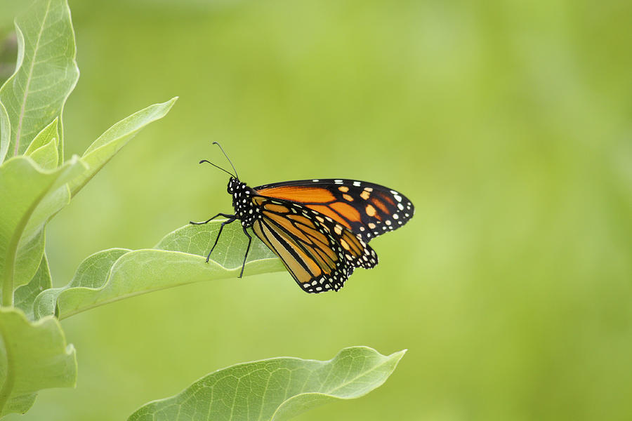 Monarch butterfly Photograph by Marina Kojukhova