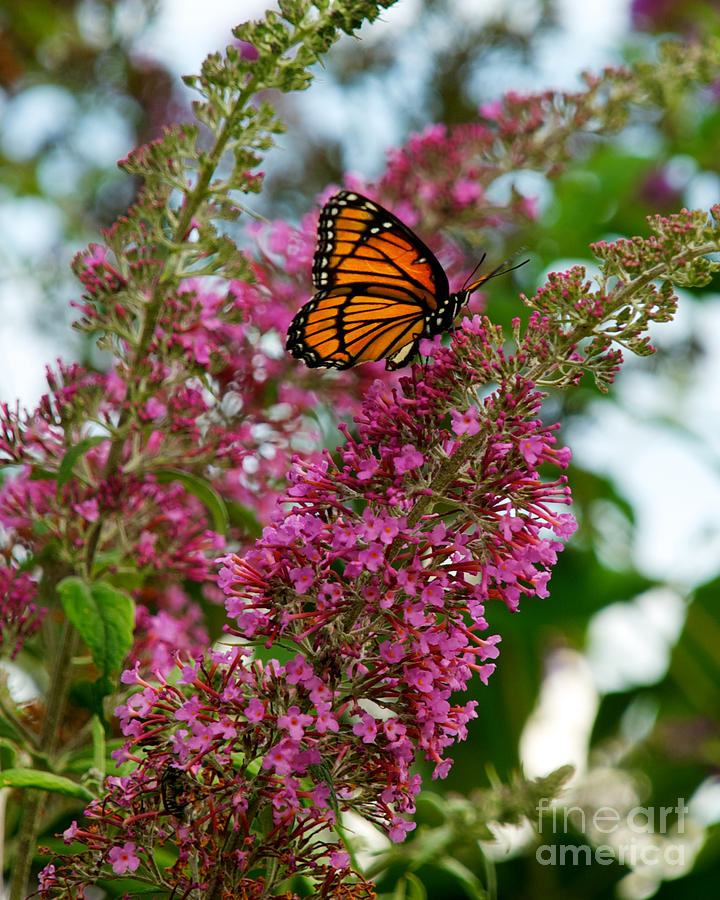 Monarch Butterfly Photograph by Mark Dodd