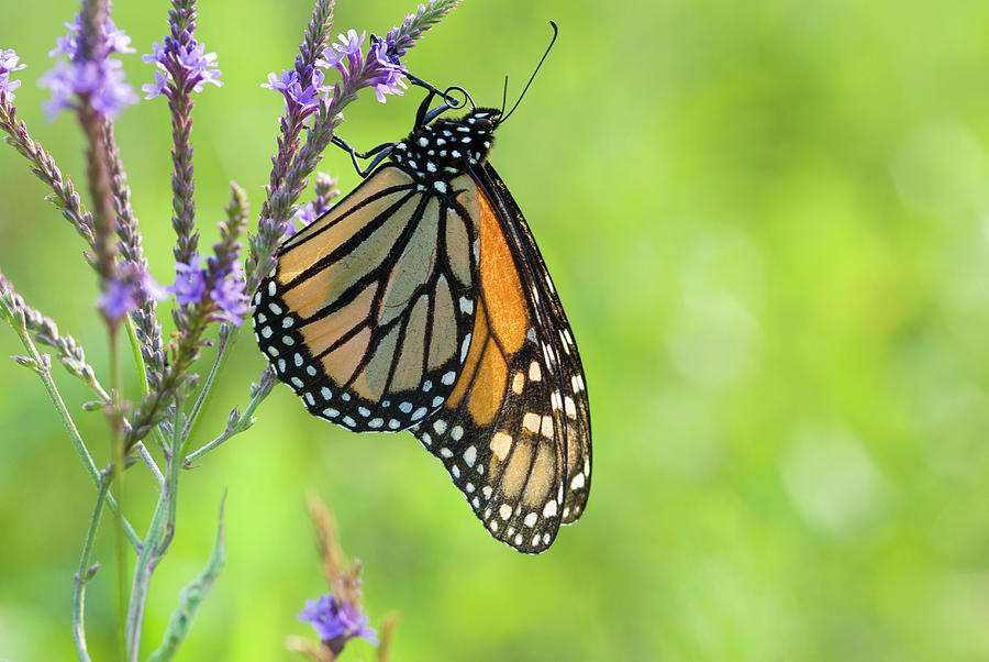 Monarch Butterfly Photograph by Matt Meadows/science Photo Library