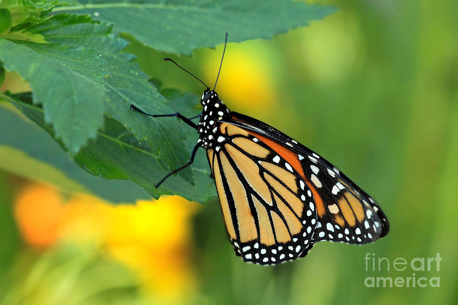 Monarch Butterfly Photograph by Meg Rousher