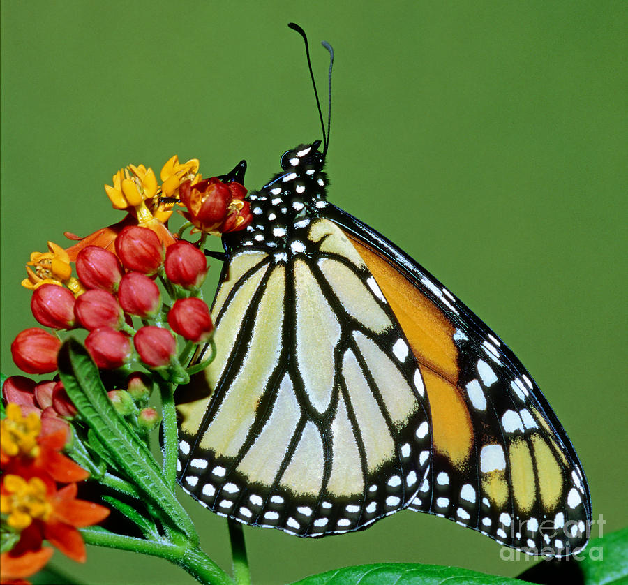 Monarch Butterfly Photograph by Millard H. Sharp