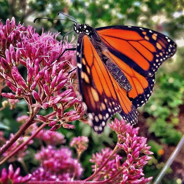Butterfly Photograph - Monarch #butterfly #monarchbutterfly by Ryan Laperle