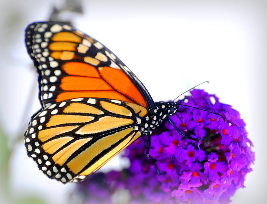 Monarch Butterfly  Photograph by Nathan Abbott