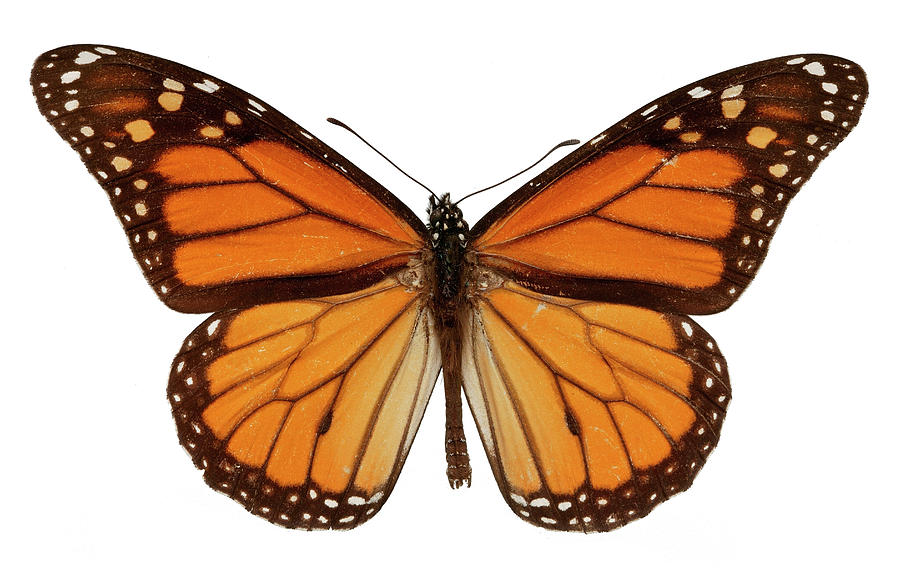 Monarch Butterfly Photograph by Natural History Museum, London/science ...