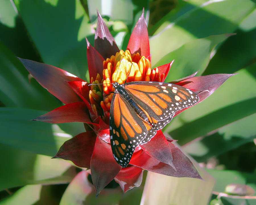 Nature Photograph - Monarch Butterfly on a Bromeliad  by Fred Larson