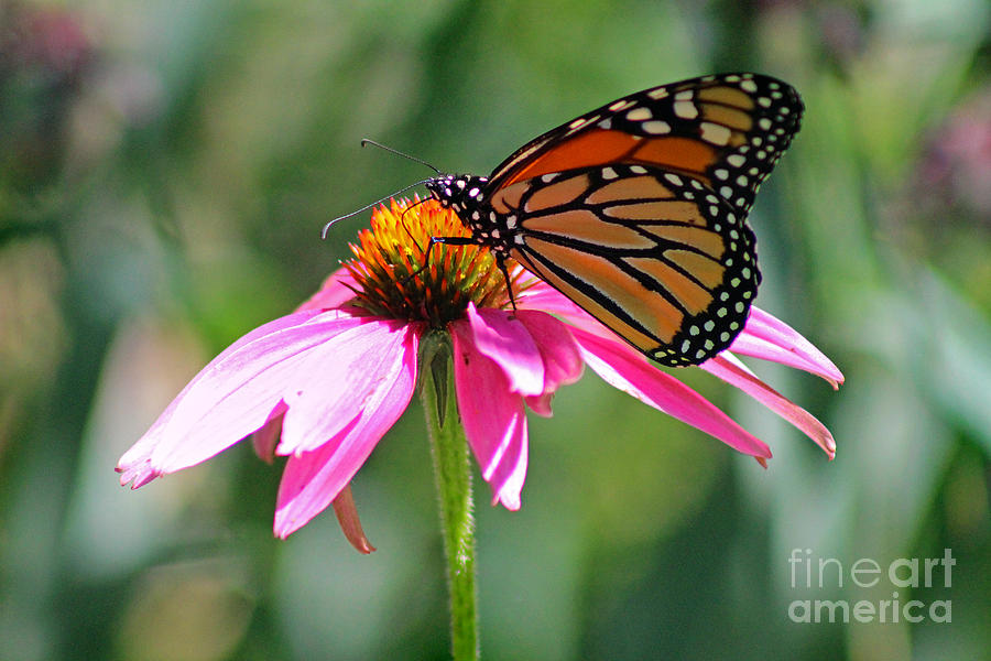 Monarch Butterfly on a Coneflower Photograph by Karen Adams