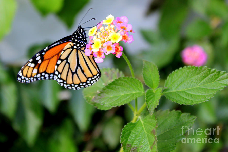 Monarch Butterfly on a Flower Photograph by Kathy  White