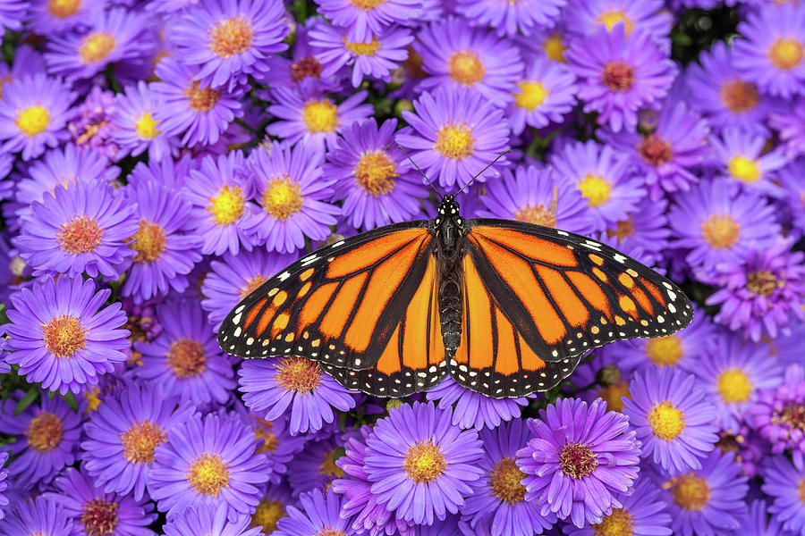 Monarch Butterfly On Aster Flowers Photograph by Jeff Lepore