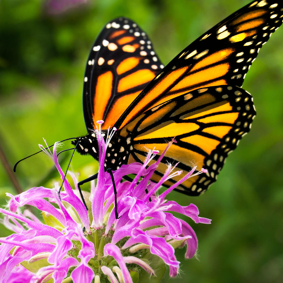 Monarch Butterfly on Bee Balm Photograph by Jim Hughes