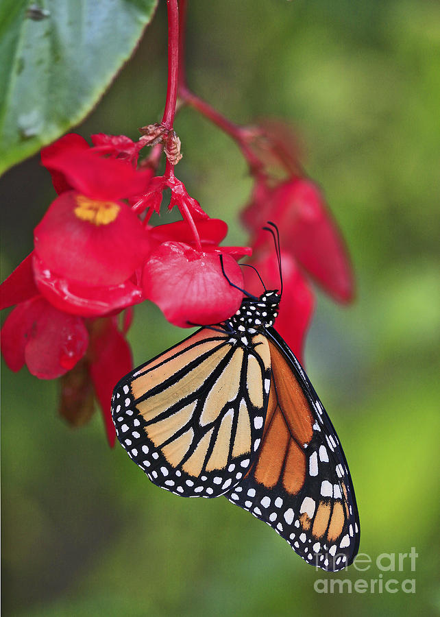 Monarch Butterfly on Begonia Photograph by Luana K Perez