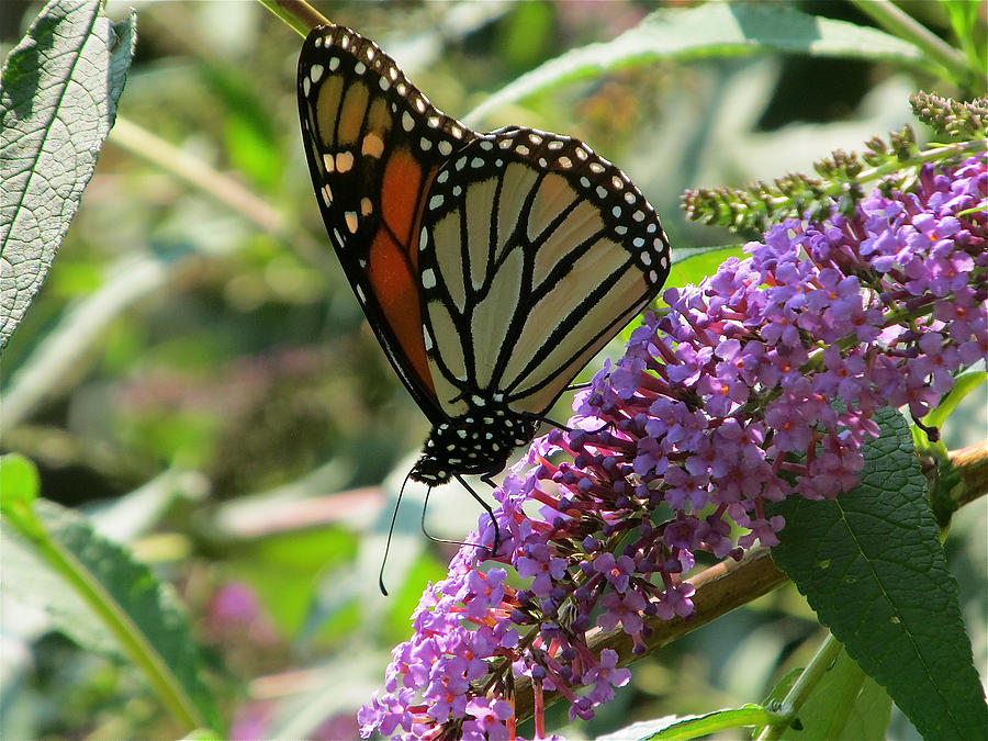 Butterfly Photograph - Monarch Butterfly on Butterfly Bush by Melinda Saminski
