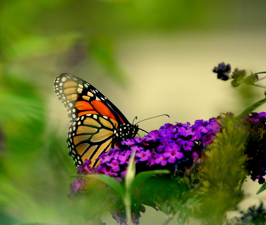 Monarch Butterfly on Butterfly Bush Photograph by Nathan Abbott