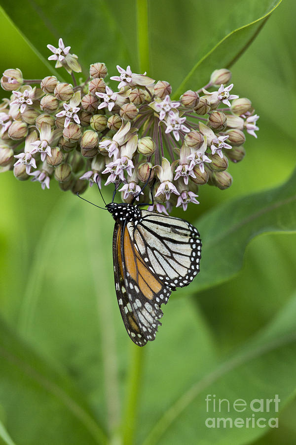Nature Photograph - Monarch Butterfly On Common Milkweed by Linda Freshwaters Arndt