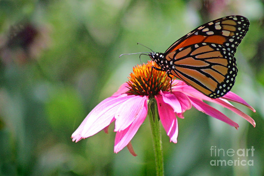 Monarch Butterfly on Coneflower Photograph by Karen Adams