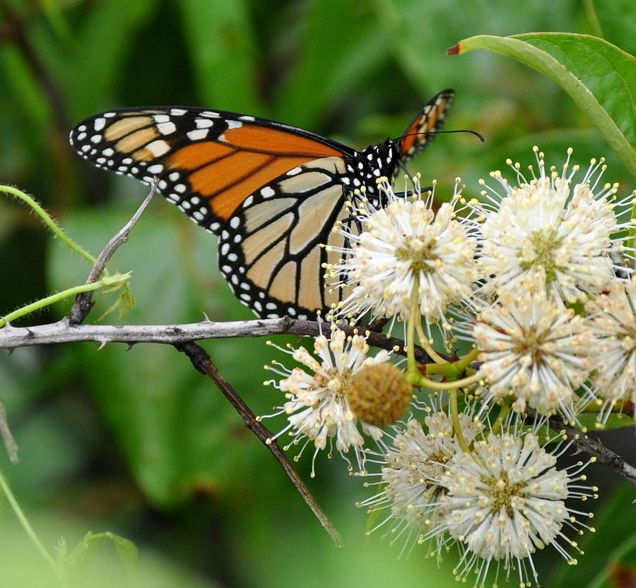 Monarch Butterfly on flower Photograph by Stacy Abbott