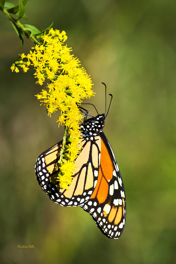 Monarch Butterfly On Goldenrod Photograph by Christina Rollo