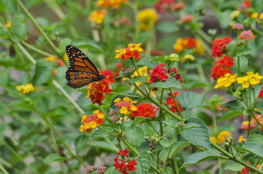 Monarch Butterfly on Lantana 2 Photograph by Tina Cannon