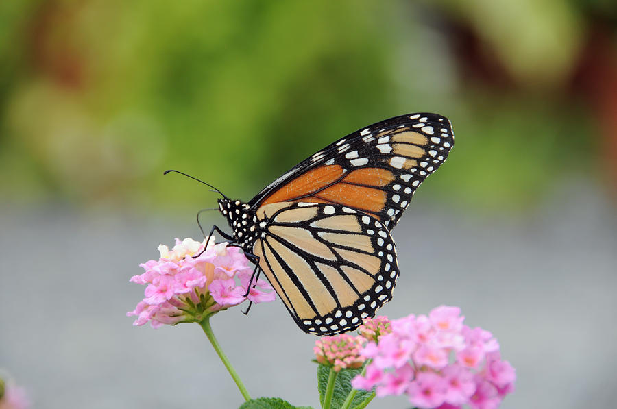 Monarch Butterfly On Lantana Flower Photograph by Bonnie Sue Rauch