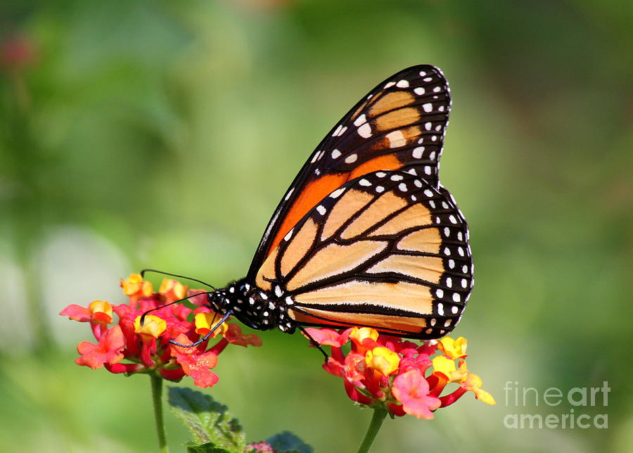 Monarch Butterfly on Lantana Flowers Photograph by Catherine Sherman