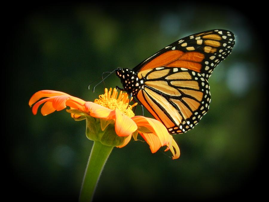 Monarch Butterfly On Mexican Sunflower Photograph by Hannah H