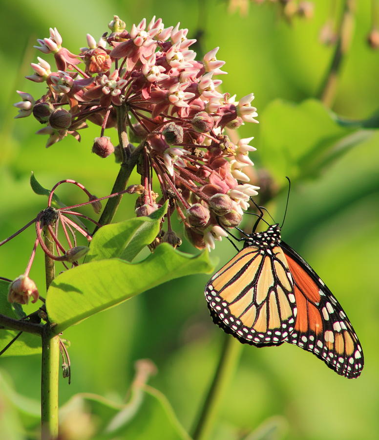 Monarch Butterfly on Milkweed Photograph by John Burk