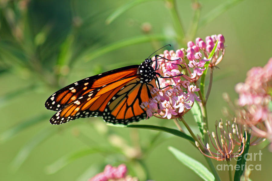 Monarch Butterfly on Milkweed Photograph by Karen Adams