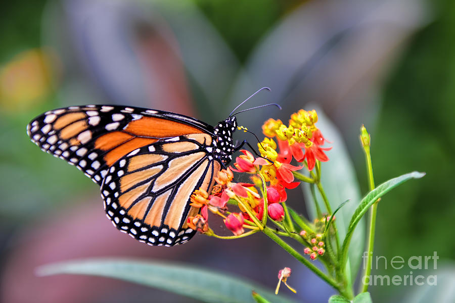 Monarch Butterfly On Milkweed Photograph by Olga Hamilton