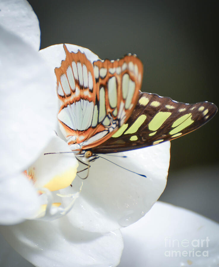 Monarch Butterfly on Orchid Photograph by Michael Moriarty Monarch Butterfly on Orchid Photograph by Michael Moriarty