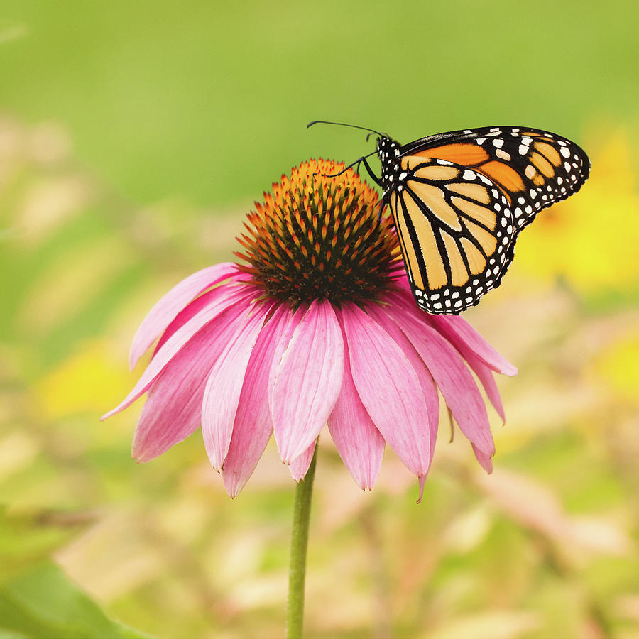 Butterfly Photograph - Monarch Butterfly On Pink Coneflower by Kimjane Photography